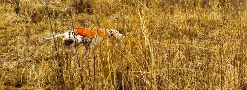 20170213-20170211-dscn0252